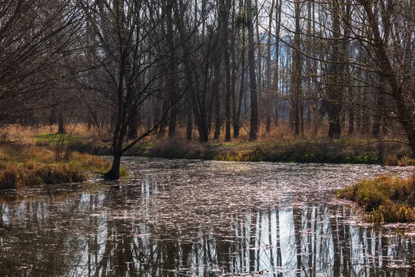 홍수가 평원의 버드나무 살로스 카프레아 주위에 흐릅니다 — 스톡 사진
