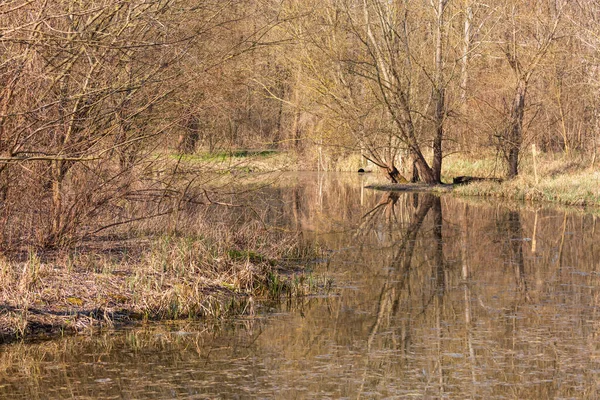 Les Vrba Salix Caprea Voda Teče Kolem Stromů Krajina Ozářena — Stock fotografie