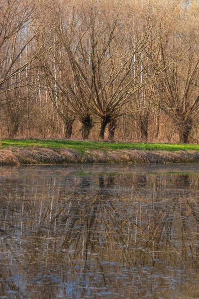 Bosque Llanura Inundable Sauce Salix Caprea Agua Fluye Alrededor Los — Foto de Stock