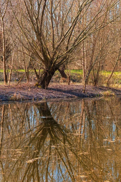 Les Vrba Salix Caprea Voda Teče Kolem Stromů Krajina Ozářena — Stock fotografie