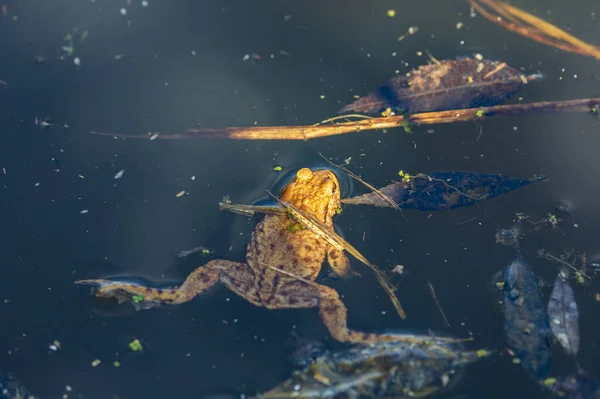 Běžná Ropucha Bufo Bufo Během Období Páření Žába Silnici Povrch — Stock fotografie