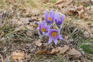 Bahar tarlasında paska çiçekleri. Fotoğraf Pulsatilla grandis ve güzel bokeh. Bahar çiçeği. Mor çiçek. Zehirli çiçek..