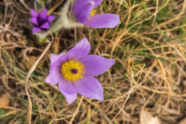 Bahar tarlasında paska çiçekleri. Fotoğraf Pulsatilla grandis ve güzel bokeh. Bahar çiçeği. Mor çiçek. Zehirli çiçek..