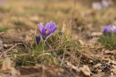 Bahar tarlasında paska çiçekleri. Fotoğraf Pulsatilla grandis ve güzel bokeh. Bahar çiçeği. Mor çiçek. Zehirli çiçek..