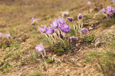 Bahar tarlasında paska çiçekleri. Fotoğraf Pulsatilla grandis ve güzel bokeh. Bahar çiçeği. Mor çiçek. Zehirli çiçek..