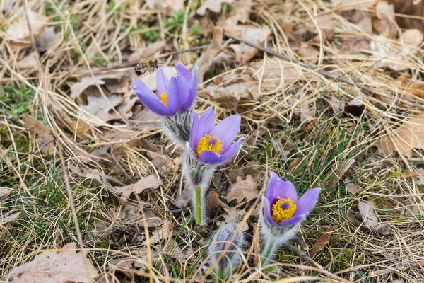 Pasque Kwiaty Polu Wiosennym Zdjęcie Pulsatilla Babcie Ładnym Bokeh Wiosenny — Zdjęcie stockowe