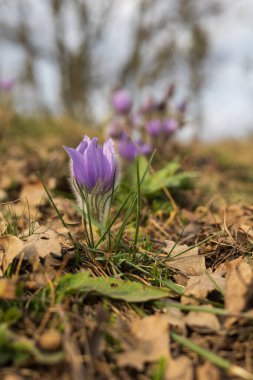 Bahar tarlasında paska çiçekleri. Fotoğraf Pulsatilla grandis ve güzel bokeh. Bahar çiçeği. Mor çiçek. Zehirli çiçek..