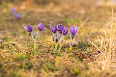 Bahar tarlasında paska çiçekleri. Fotoğraf Pulsatilla grandis ve güzel bokeh. Bahar çiçeği. Mor çiçek. Zehirli çiçek..