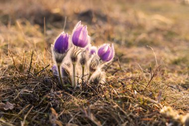 Bahar tarlasında paska çiçekleri. Fotoğraf Pulsatilla grandis ve güzel bokeh. Bahar çiçeği. Mor çiçek. Zehirli çiçek..