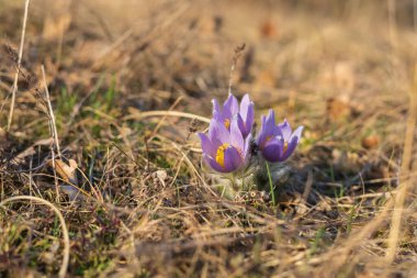 Bahar tarlasında paska çiçekleri. Fotoğraf Pulsatilla grandis ve güzel bokeh. Bahar çiçeği. Mor çiçek. Zehirli çiçek..