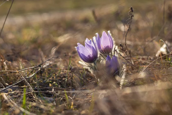 Pasztell Virágok Tavaszi Mezőn Fényképezés Pulsatilla Grandis Nice Bokeh Tavaszi — Stock Fotó