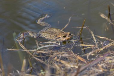 Çiftleşme mevsiminde Bufo Bufo. Sudaki kurbağa. Göletin yüzeyinde bir kurbağa..