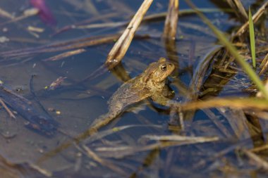 Çiftleşme mevsiminde Bufo Bufo. Sudaki kurbağa. Göletin yüzeyinde bir kurbağa..