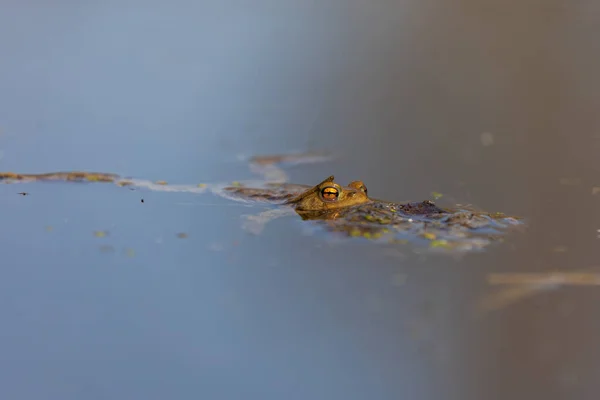 常见的蟾蜍 交配季节的Bufo Bufo 青蛙在水里 池塘表面的蛤蟆 — 图库照片