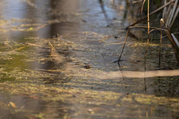 Çiftleşme Mevsiminde Bufo Bufo Sudaki Kurbağa Göletin Yüzeyinde Bir Kurbağa — Stok fotoğraf