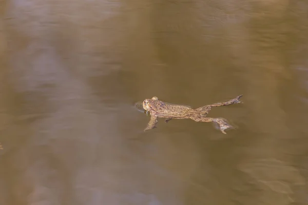 一般的なヒキガエル 交尾期にブフォブフォ 水の中のカエル 池の表面にある道 — ストック写真