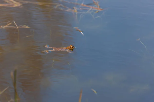 Běžná Ropucha Bufo Bufo Období Páření Žába Vodě Ropucha Hladině — Stock fotografie