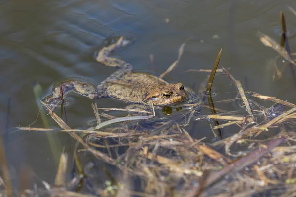 Κοινός Βάτραχος Bufo Bufo Εποχή Ζευγαρώματος Βάτραχος Στο Νερό Ένας — Φωτογραφία Αρχείου