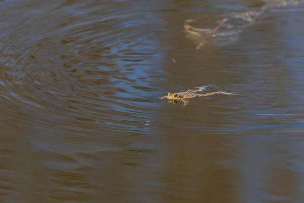 一般的なヒキガエル 交尾期にブフォブフォ 水の中のカエル 池の表面にある道 — ストック写真