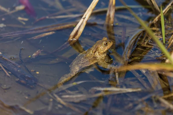Κοινός Βάτραχος Bufo Bufo Εποχή Ζευγαρώματος Βάτραχος Στο Νερό Ένας — Φωτογραφία Αρχείου