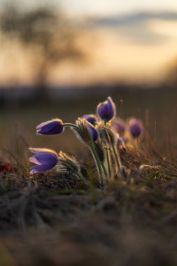 Bahar tarlasında paska çiçekleri. Fotoğraf: Pulsatilla grandis ve güzel bokeh..