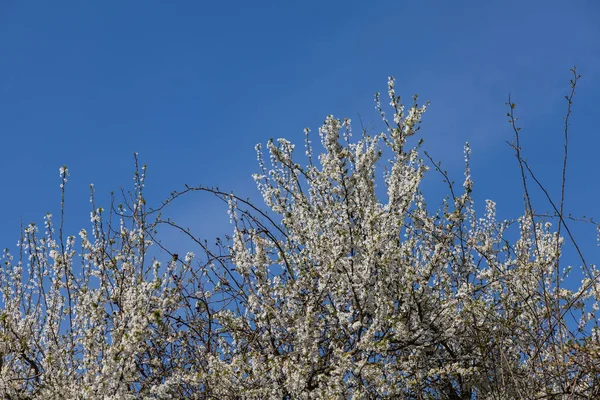 Цветущее Дерево Голубом Фоне Неба Маленькие Белые Цветы Ветвях Деревьев — стоковое фото