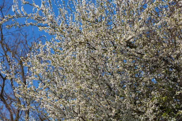 Ανθισμένο Δέντρο Φόντο Τον Γαλάζιο Ουρανό Μικρά Λευκά Λουλούδια Κλαδιά — Φωτογραφία Αρχείου