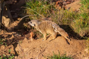 Meerkat - Suricata suricatta güneşli havada çevreyi koruyan bir taşın üzerinde duruyor. Fotoğrafta güzel bokeh var..