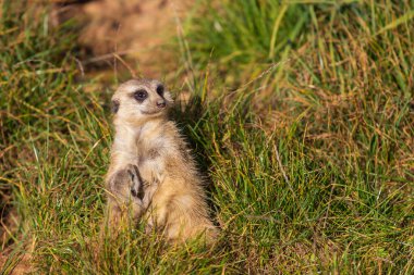 Meerkat - Suricata suricatta güneşli havada çevreyi koruyan bir taşın üzerinde duruyor. Fotoğrafta güzel bokeh var..