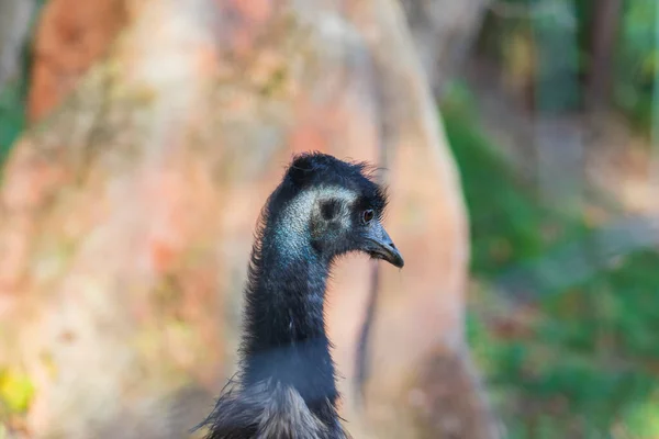 Porträt Eines Braunen Emus Auf Grünem Hintergrund — Stockfoto