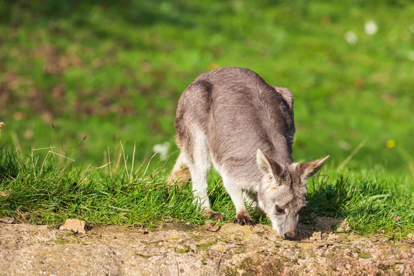Yeşil Bir Çayırda Küçük Güzel Bir Kanguru — Stok fotoğraf