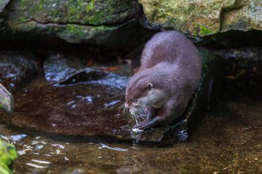 Küçük su samuru Amblonyx Cinerea doğal ortamında. Su samuru suda yıkanır..