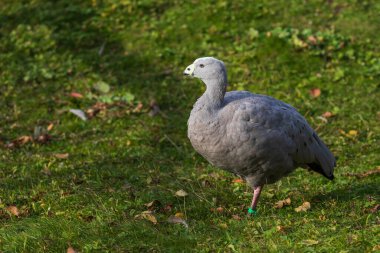 A large gray goose on a green lawn.