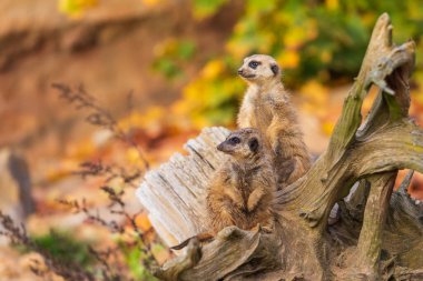 Meerkat - Suricata suricatta güneşli havada çevreyi koruyan bir taşın üzerinde duruyor. Fotoğrafta güzel bokeh var..