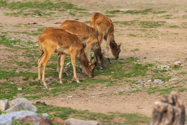 Antelope Kobus Megaceros Βόσκει Στο Πράσινο Γρασίδι — Φωτογραφία Αρχείου
