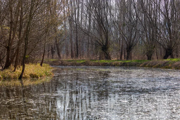 池の穏やかな水 水の周りに木があります 木々は水面に反射している 水によるジーヴァ ヤナギ — ストック写真