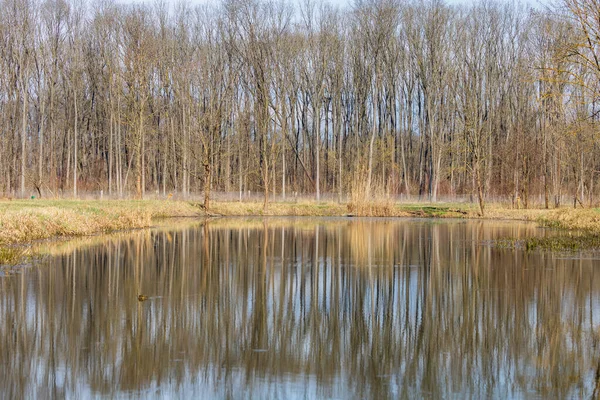 Calm Water Pond Trees Water Trees Reflected Surface Jiva Willow — Stock Photo, Image