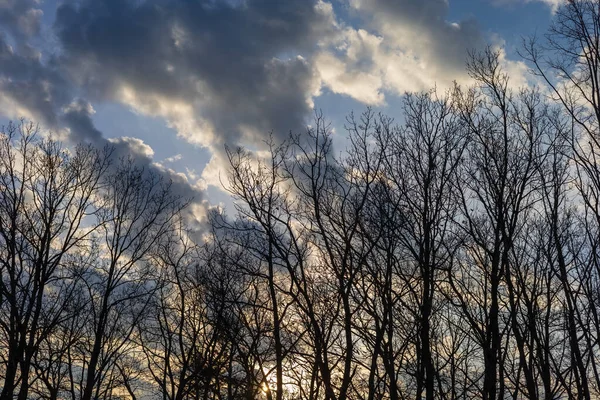 Baumwipfel Himmel Dunkle Wolken Sind — Stockfoto