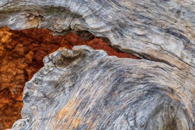 Detail of a cracked trunk of an old tree in the evening light.