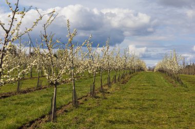 Güzel erik bahçesi. Ağaçlarda beyaz çiçekler var. Ağaçların arasında yeşil çimenler var..