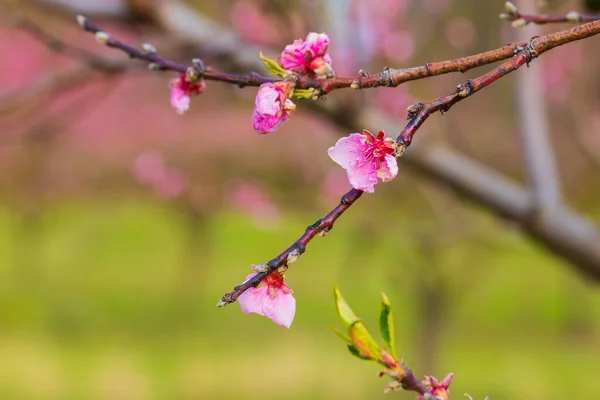 Beautiful Peach Orchard Pink Flowers Trees Green Grass Trees — Stock Photo, Image
