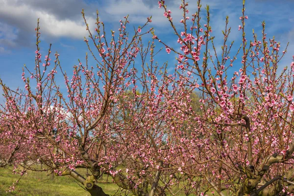 Piękny Sad Brzoskwiniowy Drzewach Różowe Kwiaty Pomiędzy Drzewami Jest Zielona — Zdjęcie stockowe
