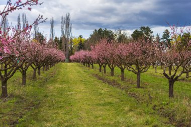 Güzel şeftali bahçesi. Ağaçlarda pembe çiçekler var. Ağaçların arasında yeşil çimen var. Gökyüzü mavi.