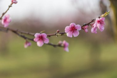 Güzel şeftali bahçesi. Ağaçlarda pembe çiçekler var. Ağaçların arasında yeşil çimen var. Gökyüzü mavi.