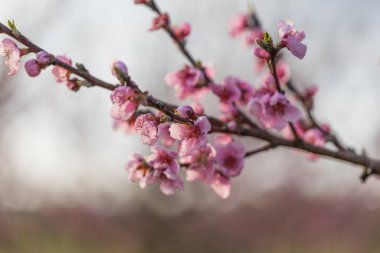 Güzel şeftali bahçesi. Ağaçlarda pembe çiçekler var. Ağaçların arasında yeşil çimen var. Gökyüzü mavi.