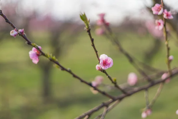 Frumoasă Livadă Piersici Există Flori Roz Copaci Există Iarbă Verde — Fotografie, imagine de stoc