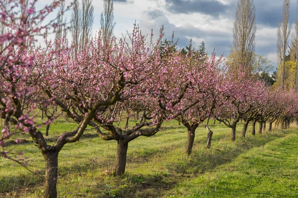 漂亮的桃园树上有粉红色的花 树间有绿草 天空是蓝色的 — 图库照片