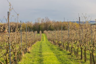 Güzel şeftali bahçesi. Ağaçlarda pembe çiçekler var. Ağaçların arasında yeşil çimen var. Gökyüzü mavi.