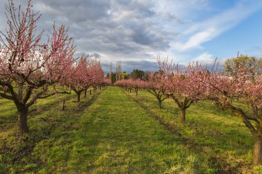 Güzel şeftali bahçesi. Ağaçlarda pembe çiçekler var. Ağaçların arasında yeşil çimen var. Gökyüzü mavi.