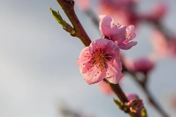 Frumoasă Livadă Piersici Există Flori Roz Copaci Există Iarbă Verde — Fotografie, imagine de stoc